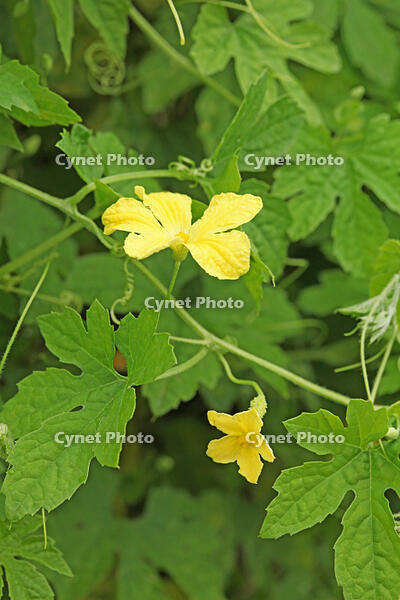 ニガウリ　雄花と雌花　神奈川県　相模原市 [MAS110006916]
