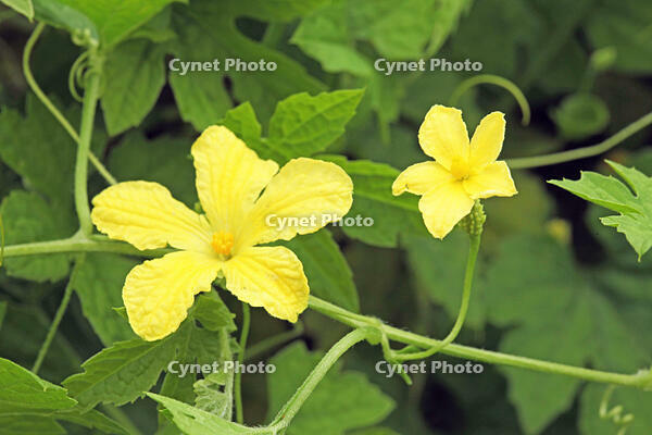 ニガウリ　雄花と雌花　神奈川県　相模原市 [MAS110006917]