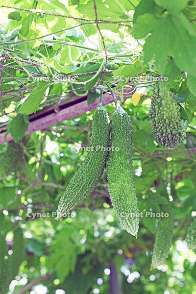 ニガウリ（ツルレイシ）　実　神奈川県　相模原市 [MAS110006919]