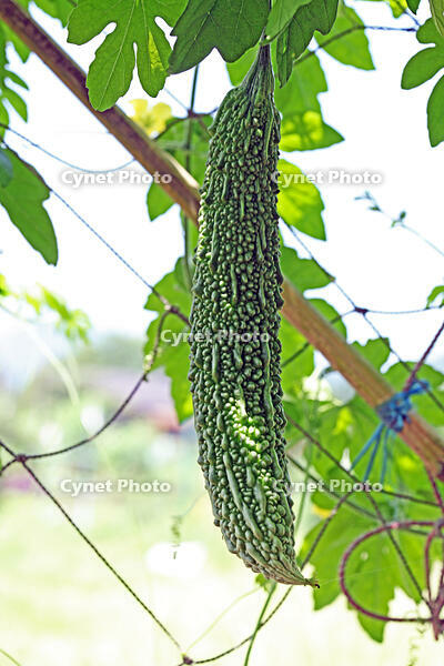 ニガウリ（ツルレイシ）　実　神奈川県　相模原市 [MAS110006920]