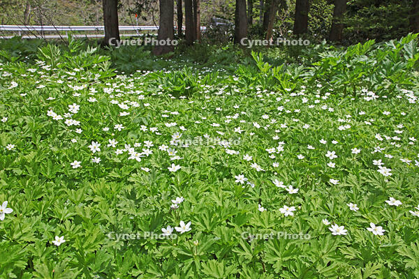 ニリンソウ　花　キンポウゲ科　山形県　米沢市 [MAS110006921]