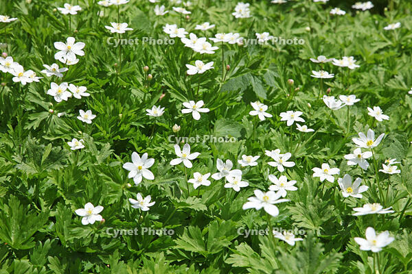 ニリンソウ　花　キンポウゲ科　山形県　米沢市 [MAS110006922]