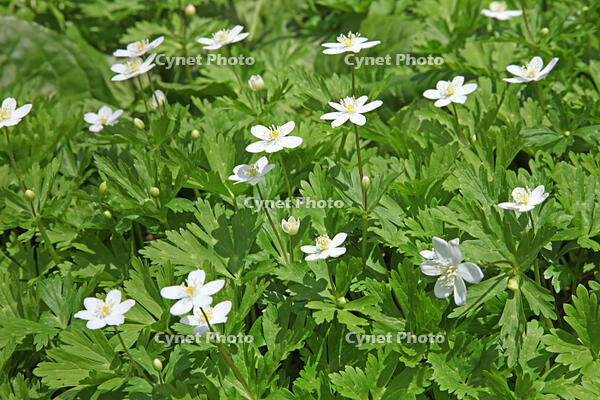 ニリンソウ　花　キンポウゲ科　山形県　米沢市 [MAS110006923]