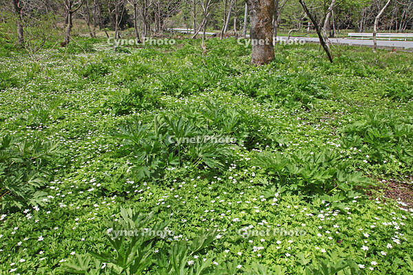 ニリンソウ　花　キンポウゲ科　山形県　米沢市 [MAS110006924]