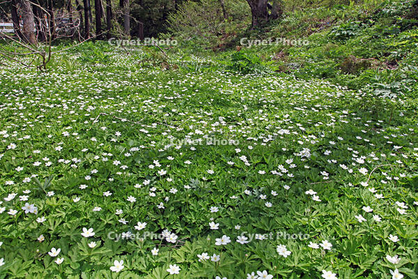 ニリンソウ　花　キンポウゲ科　山形県　米沢市 [MAS110006925]