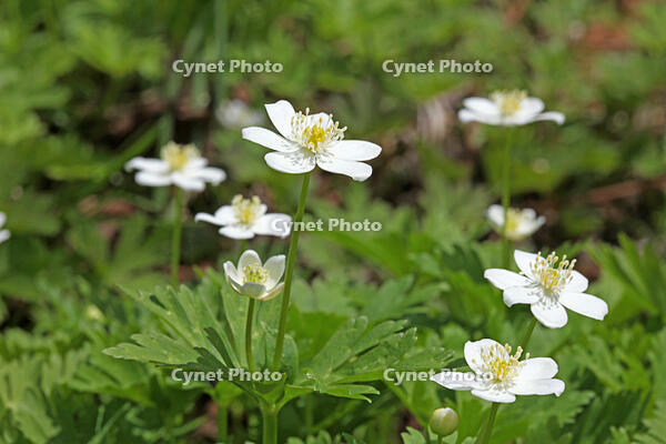 ニリンソウ　花　キンポウゲ科　山形県　米沢市 [MAS110006926]