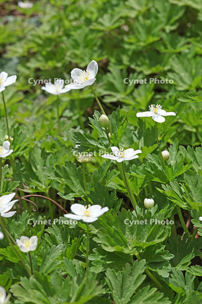 ニリンソウ　花　キンポウゲ科　山形県　米沢市 [MAS110006927]