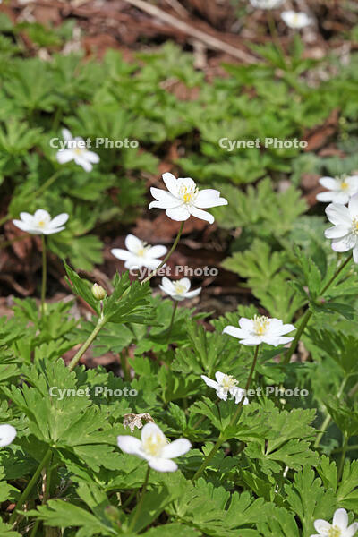 ニリンソウ　花　キンポウゲ科　山形県　米沢市 [MAS110006929]