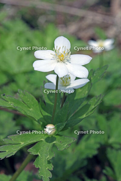 ニリンソウ　花　キンポウゲ科　山形県　米沢市 [MAS110006930]