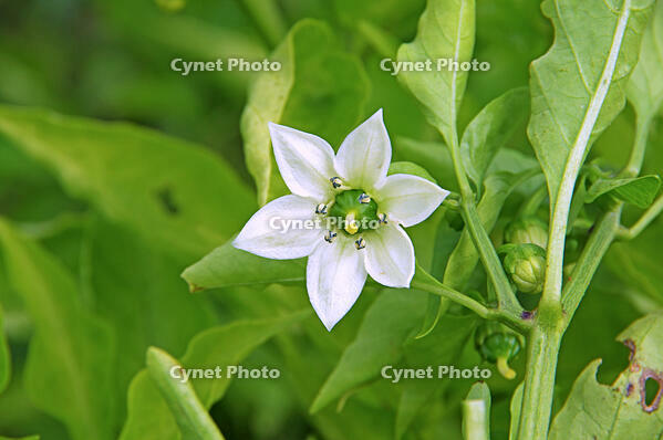 ピーマン　花　神奈川県　相模原市 [MAS110006931]