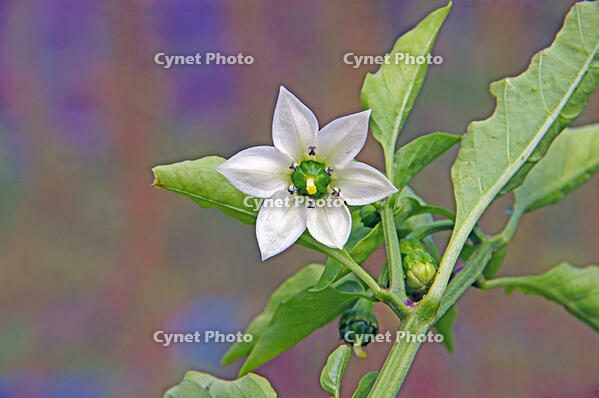 ピーマン　花　神奈川県　相模原市 [MAS110006933]