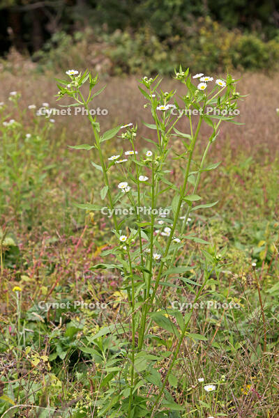 ヒメジョオン　花　神奈川県　相模原市 [MAS110006937]