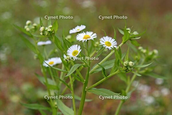 ヒメジョオン　花　神奈川県　相模原市 [MAS110006938]