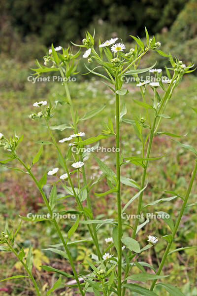 ヒメジョオン　花　神奈川県　相模原市 [MAS110006939]