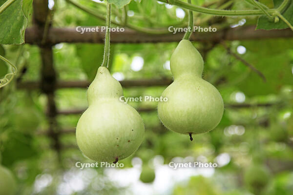 センナリヒョウタン　実　神奈川県　相模原市 [MAS110006940]