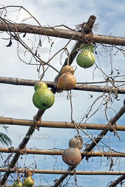 ヒョウタン(センナリヒョウタン)　実　神奈川県 [MAS110006945]