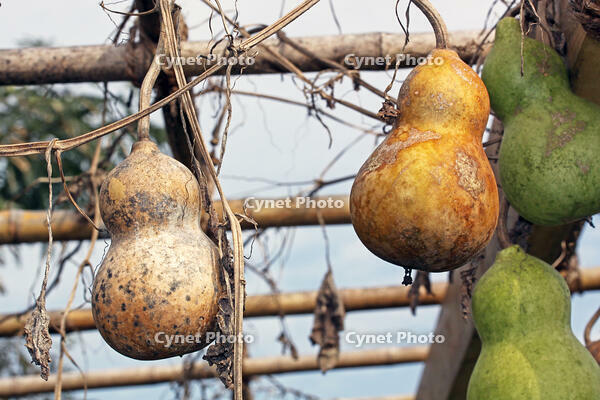 ヒョウタン(センナリヒョウタン)　実　神奈川県 [MAS110006946]