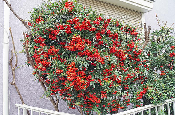 ピラカンサ　東京都　杉並区 [MAS110006948]