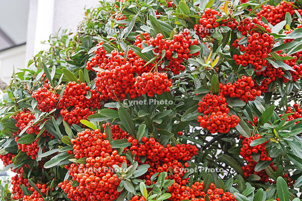 ピラカンサ　東京都　杉並区 [MAS110006949]