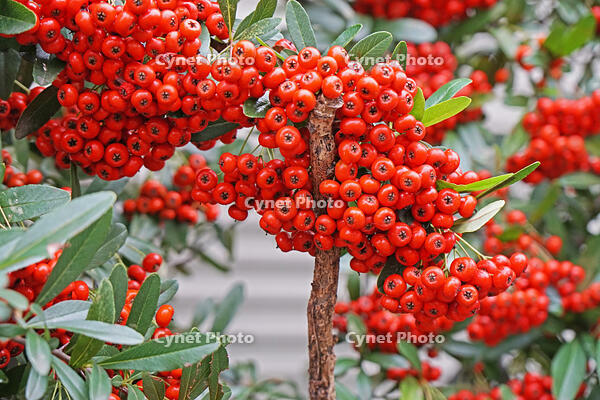 ピラカンサ　東京都　杉並区 [MAS110006951]