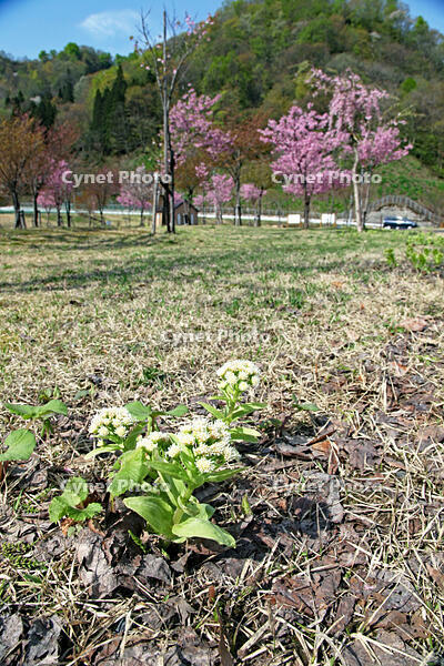 フキノトウ　山形県　鶴岡市 [MAS110006952]