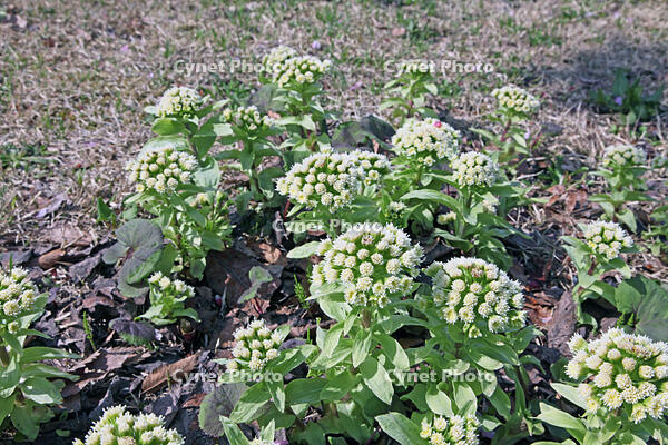 フキノトウ　山形県　鶴岡市 [MAS110006954]