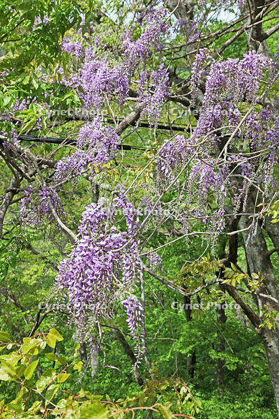 フジ　群馬県　水上町 [MAS110006955]