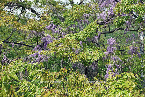 フジ　群馬県　水上町 [MAS110006956]