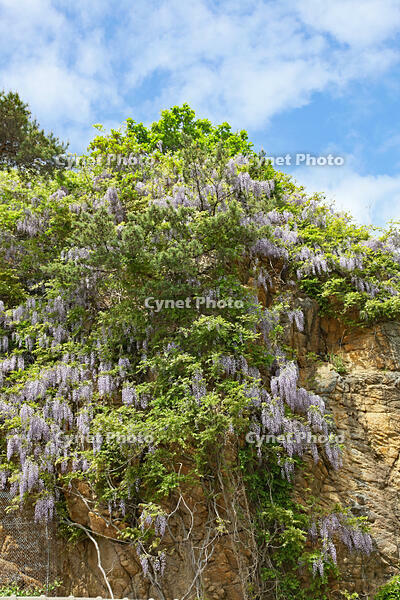 フジ　群馬県　水上町 [MAS110006957]