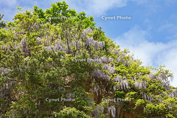 フジ　群馬県　水上町 [MAS110006958]