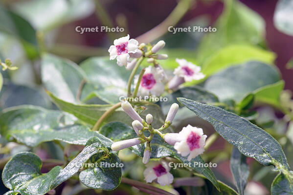 ヘクソカズラ　花　アカネ科　東京都 [MAS110006959]