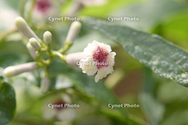 ヘクソカズラ　花　アカネ科　東京都 [MAS110006960]