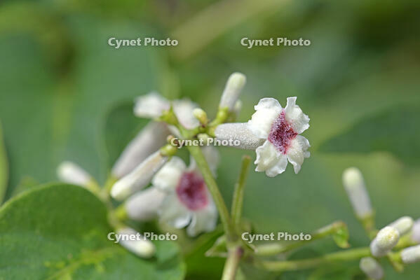 ヘクソカズラ　花　アカネ科　東京都 [MAS110006962]