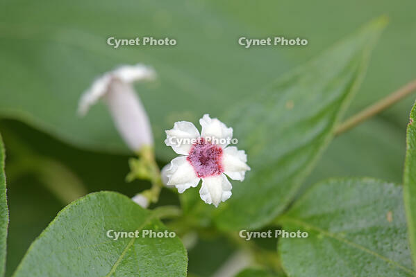 ヘクソカズラ　花　アカネ科　東京都 [MAS110006963]