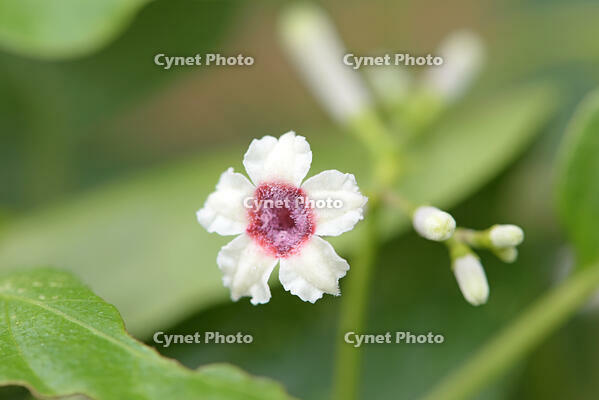 ヘクソカズラ　花　アカネ科　東京都 [MAS110006964]