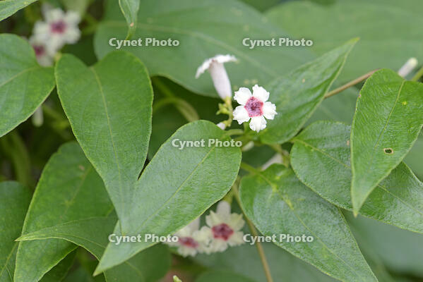 ヘクソカズラ　花　アカネ科　東京都 [MAS110006965]