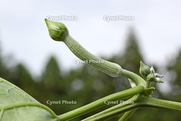ヘチマ　雌花のつぼみ　神奈川県 [MAS110006968]