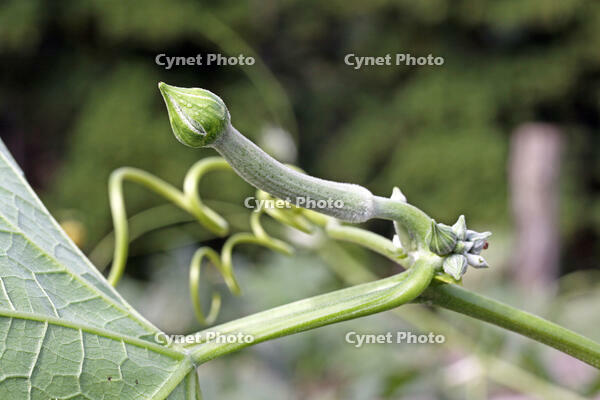 ヘチマ　雌花のつぼみ　神奈川県 [MAS110006969]