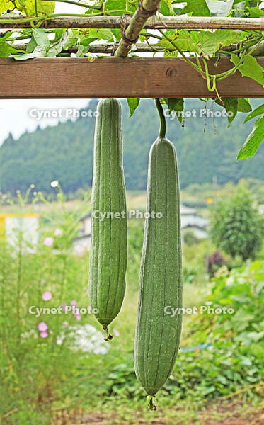 ヘチマ　実　神奈川県　相模原市 [MAS110006970]