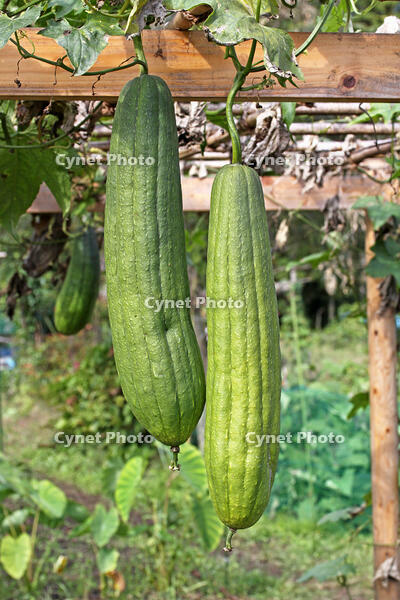 ヘチマ　実　神奈川県　相模原市 [MAS110006972]