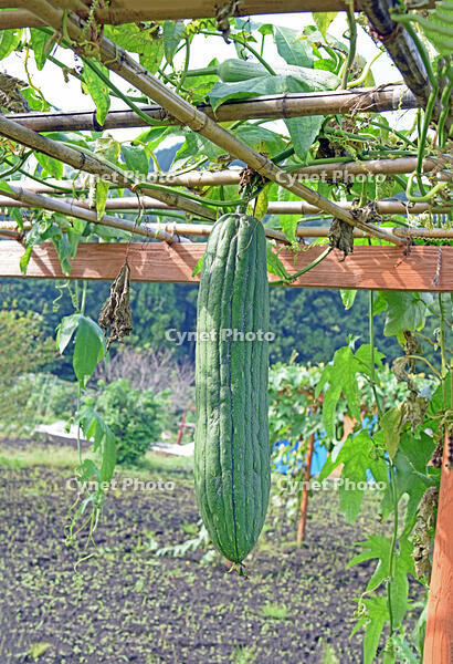 ヘチマ　実　神奈川県　相模原市 [MAS110006973]