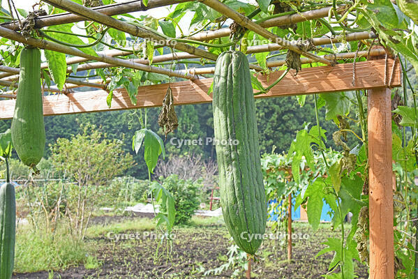 ヘチマ　実　神奈川県　相模原市 [MAS110006974]