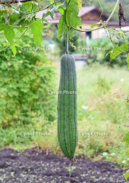 ヘチマ　実　神奈川県　相模原市 [MAS110006975]