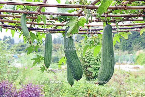 ヘチマ　実　神奈川県　相模原市 [MAS110006976]