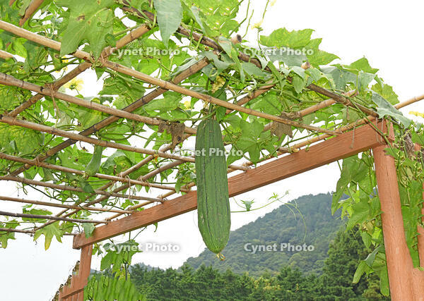 ヘチマ　実　神奈川県　相模原市 [MAS110006978]