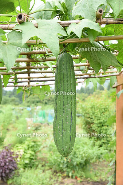 ヘチマ　実　神奈川県　相模原市 [MAS110006982]