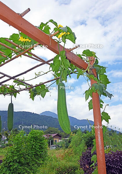 ヘチマ　実　神奈川県　相模原市 [MAS110006983]
