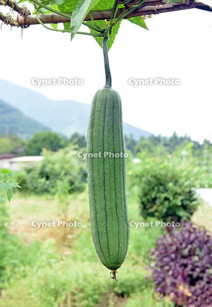 ヘチマ　実　神奈川県　相模原市 [MAS110006984]