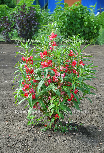 ホウセンカ　花　神奈川県　相模原市 [MAS110006990]