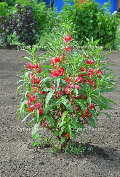 ホウセンカ　花　神奈川県　相模原市 [MAS110006991]